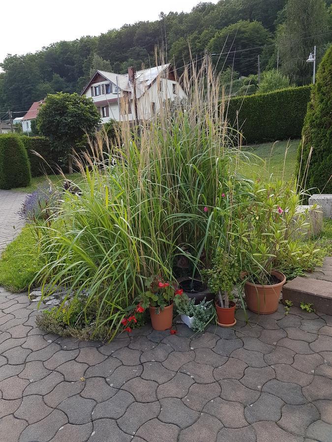 Ferienwohnung Am Rennsteig Bei Eisenach - Ilona Schmidt Wolfsburg-Unkeroda Bagian luar foto